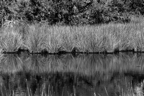 Tropical swamp landscape 1308064 Stock Photo at Vecteezy