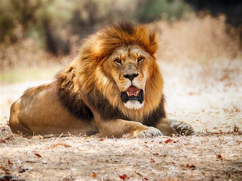 African Lion is Resting on Land Stock Photo - Image of portrait, beast ...