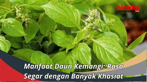 Manfaat Daun Balakacida Memahami Khasiat Yang Luar Biasa Biotifor