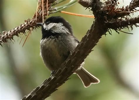 Carbonero Mexicano Parus Sclateri Naturalista Colombia