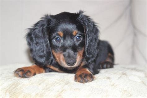 Stunning Long Hair Black Tan Miniature Dachshund Puppy 8 Weeks Old