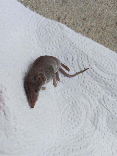 Cest Quoi Ce Souris Rcestquoicetruc