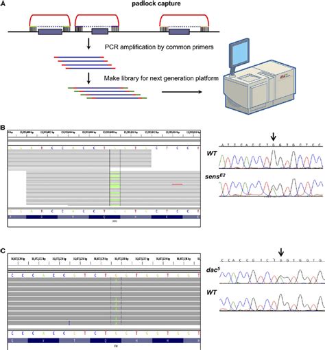 Two Known Mutations Were Detected Using Padlock Capture Sequencing A