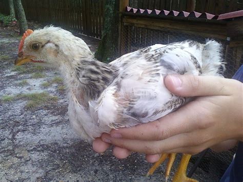 Determining Sex For Bumble Bee BackYard Chickens Learn How To Raise Chickens