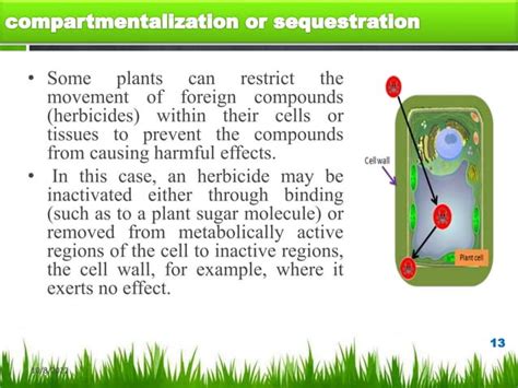 Herbicide Resistance Pptx