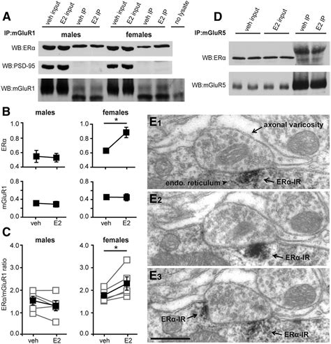 Sex Differences In Molecular Signaling At Inhibitory Synapses In The