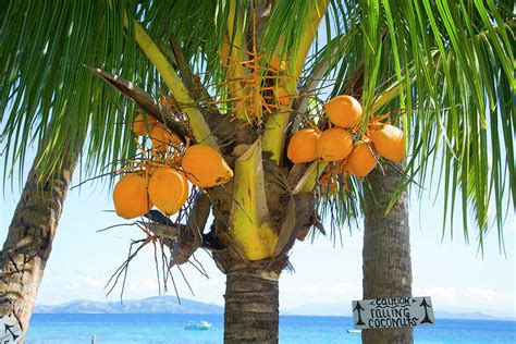 Falling Coconut Sign Taveuni Fiji Photograph By Douglas Peebles