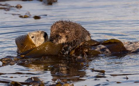 Ecosystem Mosaic Sea Otter Awareness Week 2021