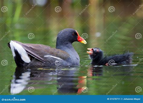 Moorhen stock image. Image of pond, lake, environment - 31570711