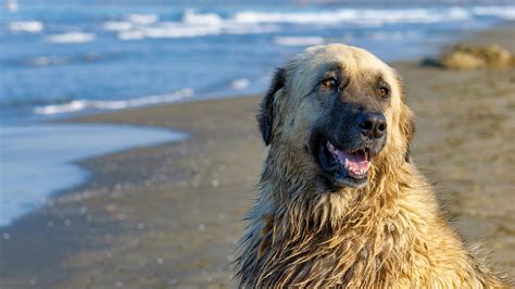 Bella Il Cane Della Fiction La Storia 6