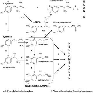 Biochemical Pathway Of Serotonin Synthesis And Metabolism In The Skin