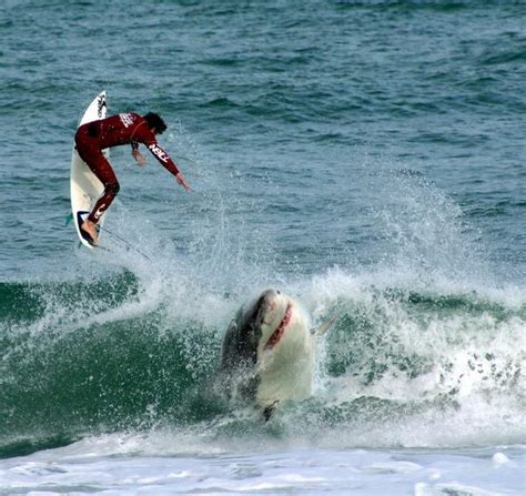 Outback Snack Australia: Great White Sharks Australia