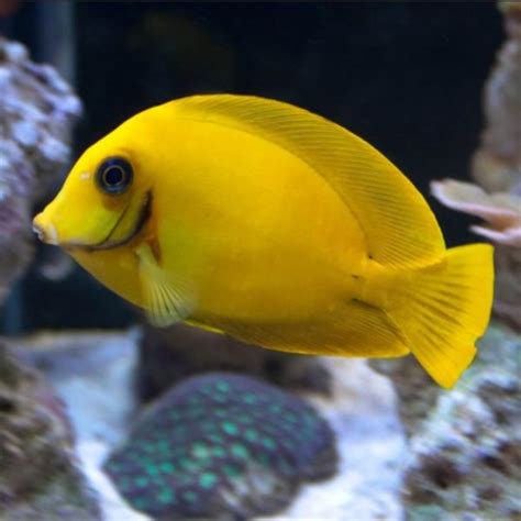 Yellow Mimic Tang (Juvenile) - Frag Box Corals