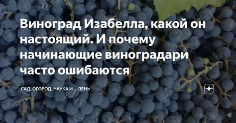 Виноград Изабелла, какой он настоящий. И почему начинающие виноградари ...