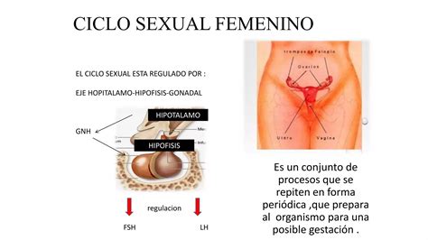 14 Fisiologia Ciclo Sexual Femeninopptx