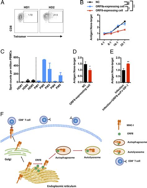 The Orf Protein Of Sars Cov Mediates Immune Evasion Through Down