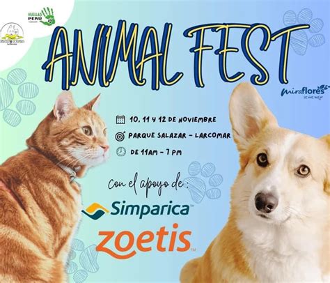 Concurso De K Pop Felino Adopci N De Perros Y Gatos Sesiones