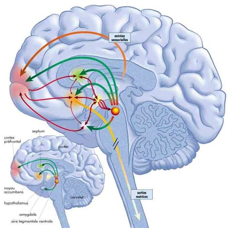 Noyaux Rouges Cerveau Psychology Mindfulness