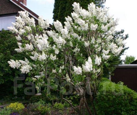 Сирень Мадам Лемуан - Сад и огород во Владивостоке