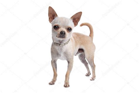 Short haired chihuahua — Stock Photo © eriklam #6372047