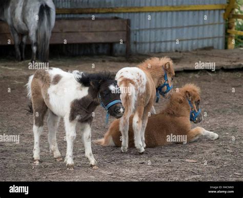 miniature horse   farm stock photo alamy