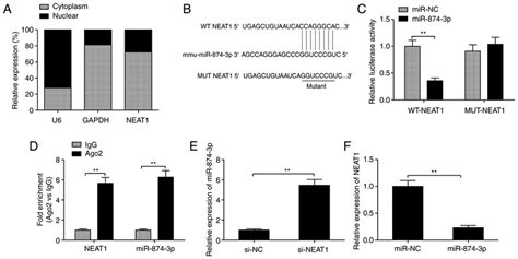 Mir P Is Negatively Regulated By Neat In Mgcs A Expression Of