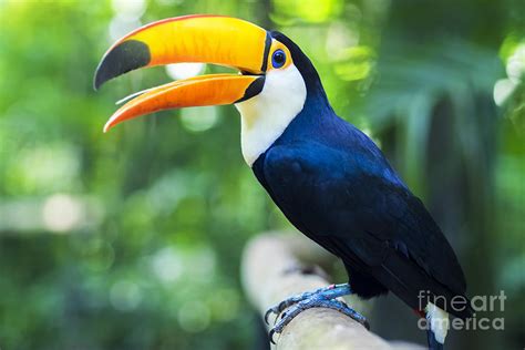 Exotic Toucan Bird In Natural Setting Photograph by R.m. Nunes - Pixels