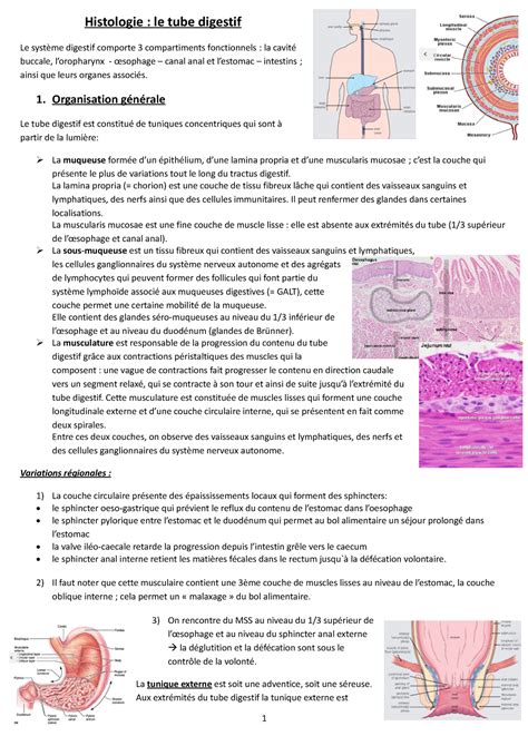 Notes De Cours Histologie Le Tube Digestif Le Syst Me