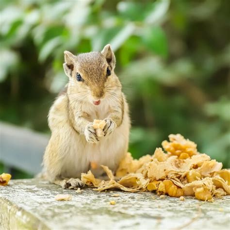 Premium Photo Close Up Of Squirrel Eating Food