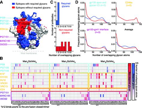 Molecular Dynamics Simulations Reveal Known Broadly Neutralizing