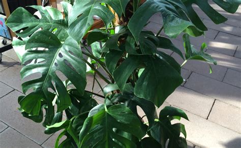 Philodendron Monstera Deliciosa Entretien Rempotage Arrosage