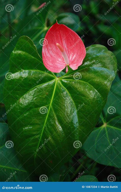 Red Anturio stock photo. Image of anturio, exotic, botanic - 1087334