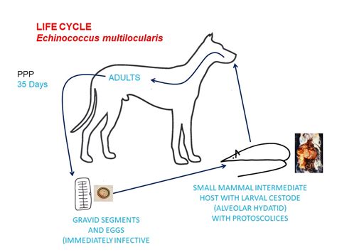 Echinococcus Multilocularis Learn About Parasites Western College Of Veterinary Medicine