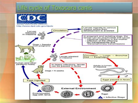 Toxocara Life Cycle