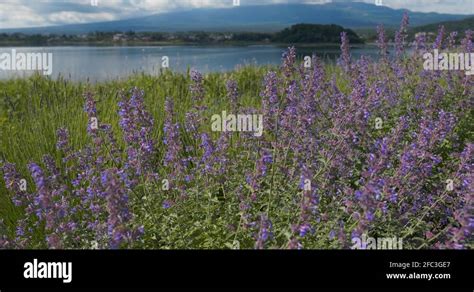 Fuji garden Stock Videos & Footage - HD and 4K Video Clips - Alamy