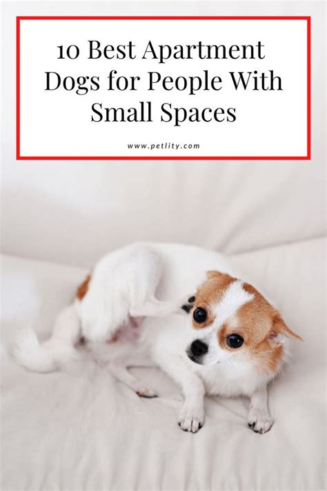 Top 10 best apartment dogs for small spaces – Artofit