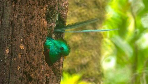 Biotopo Del Quetzal Un Lugar Que Protege Al Ave Nacional De Guatemala