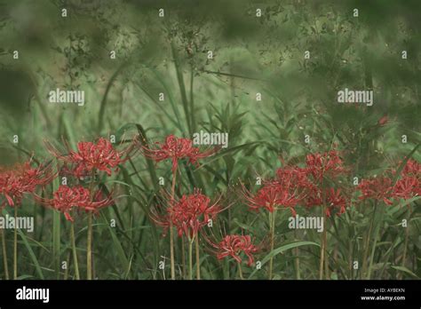 Lycoris Flowers Hi Res Stock Photography And Images Alamy