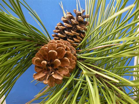 Pinus Resinosa Pinaceae Image 1517 At PhytoImages Siu Edu