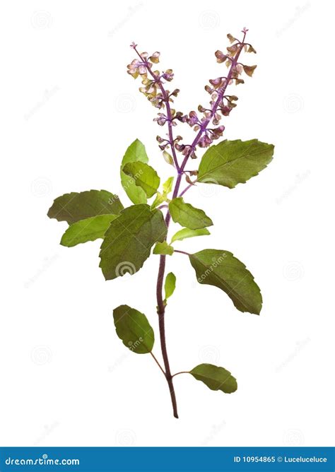 Wild Holy Basil Tulasi In Flower Isolated Stock Image Image Of Purple