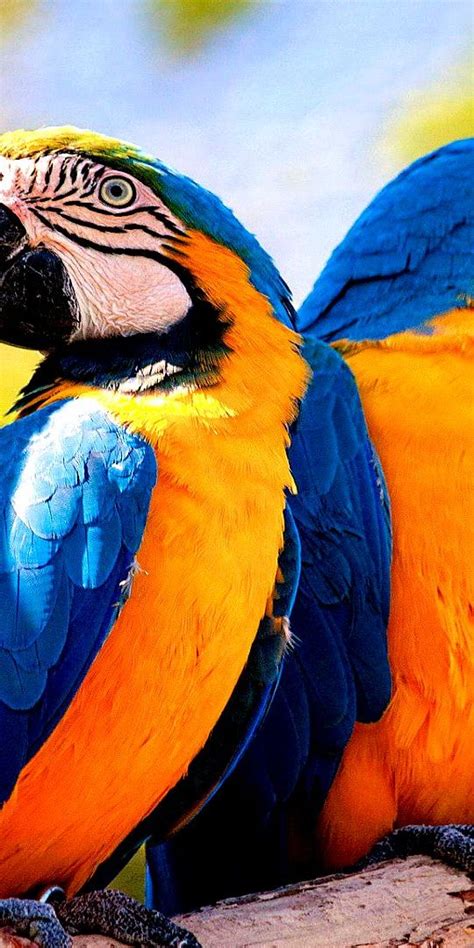 Animais Tem Parede Celular - Papel de parede para celular: Arara, Animais, Aves, 314568 baixe o ...