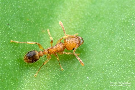 Insectos Depredadores Para El Control Biológico De Plagas Futurcrop