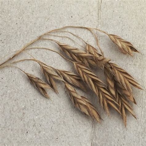 Bromus kalmii - PictureThis