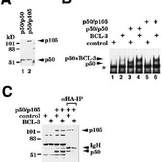 BCL 3 Augments DNA Binding Of The P50 Complex In Vitro 293T Cells 210