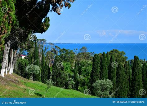 Nature in Abkhazia Near New Athos in Summer Stock Image - Image of ...