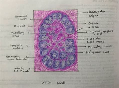 Lymph node histology | Histology slides, School creative, Lymph nodes