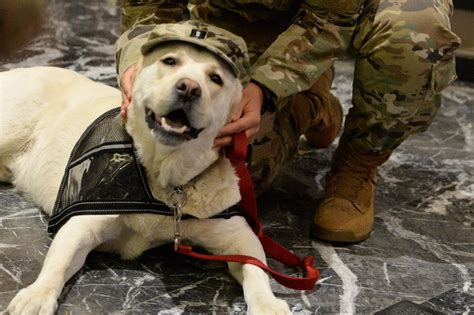 Puppies bring stress relief to those fighting COVID-19 | Article | The United States Army