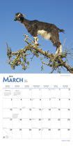 2019 Goats In Trees Calendar | Walmart Canada