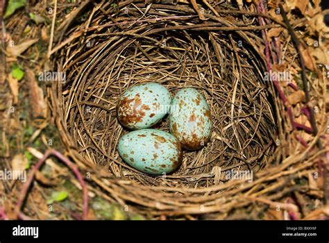 Thrush nest hi-res stock photography and images - Alamy