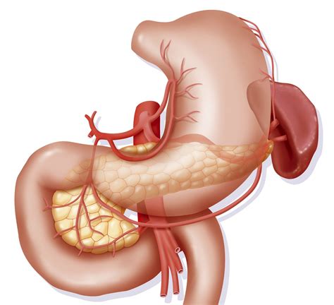 Human Small Intestine Anatomy